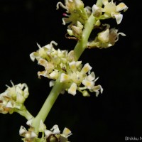 Mangifera zeylanica (Blume) Hook.f.
